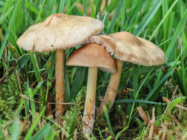 Identifying Edible Mushrooms Alberta