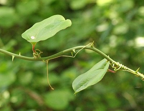 vines thorns flowering with for Thorns Climbing Pinterest With Vines