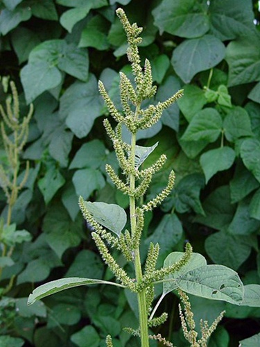 Pigweed Picture