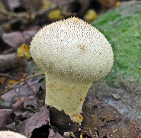 Common Puffball – Kitsap Peninsula Mycological Society