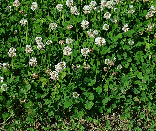 Clover (Trifolium spp.)